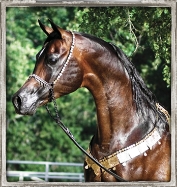 alixir_portfolio_2013